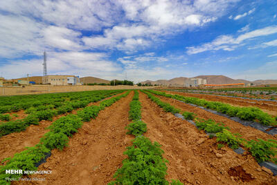 محصولات کشاورزی آب بر در الگوی کشت حذف می‌شوند