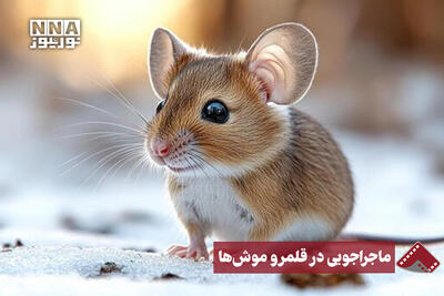  نورنما | ویدیوئی دیدنی از عکاسی حیات وحش