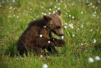 زندگی در جوار انسان خرس‌ها را کوچک‌تر کرده است