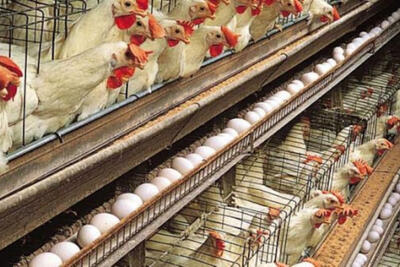 وضعیت نگران کننده تولید مرغ و تخم‌مرغ