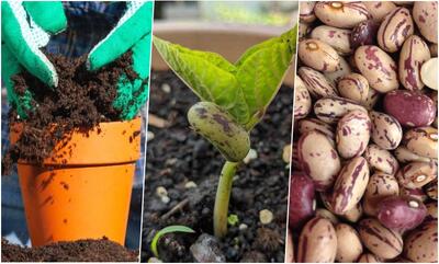  آموزش کاشت لوبیا چیتی در گلدان برای مدرسه + روش نگهداری