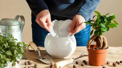  جادوی فیلتر قهوه در گلدان؛ ترفندی ساده برای داشتن گیاهانی شاداب‌تر!
