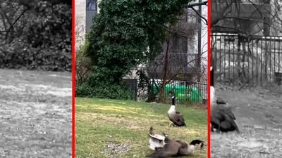  فیلم عقاب توسط غاز کتک خورد