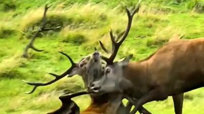 فیلم درگیری گوزن ها در قلمرو