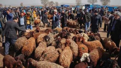 قیمت دام زنده امروز ۱۷ دی ۱۴۰۴