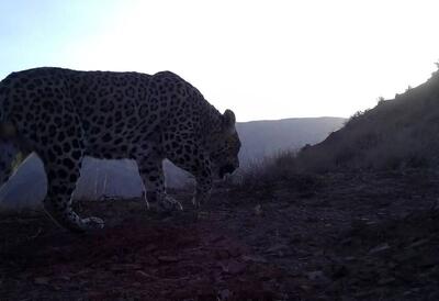 تصویربرداری از یک پلنگ ایرانی ماده در بهاباد