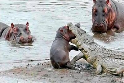 بر مدار وحش؛ شکارچی مرداب با هدف گرفتن توله اسب آبی به استقبال مرگ رفت