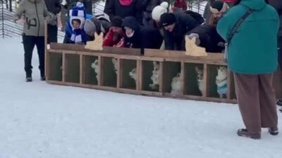  مسابقه بسیار بامزه‌ سگ‌های  کورگی  در پارک  تزاریتسینو  مسکو برگزار شد