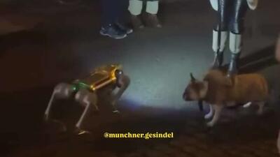  سگی که همراه رباتیک خود را بو می‌کند و نمی‌تواند آن را سگ بداند