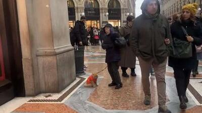  اگر گربه‌ای حاضر به پیاده‌روی نباشد، روی شانه صاحبش سوار می شود