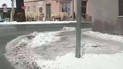  گاوها در حال پیاده‌روی در منطقه  نوا رودا  لهستان