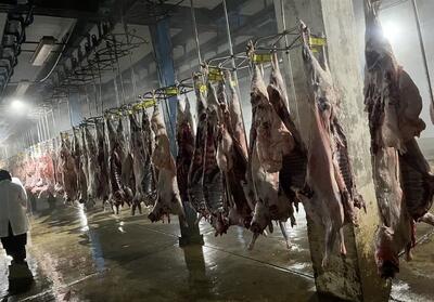 نظارت بر کشتار 12 هزار و 100 رأس دام در شهرستان تفرش - تسنیم