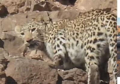 تصویربرداری از پلنگ ایرانی ماده در پناهگاه کم‌کی بهاباد - تسنیم