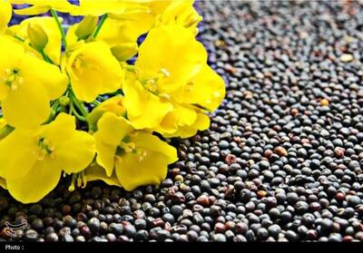 قم رکورددار کشت محصول استراتژیک کلزا در کشور - تسنیم