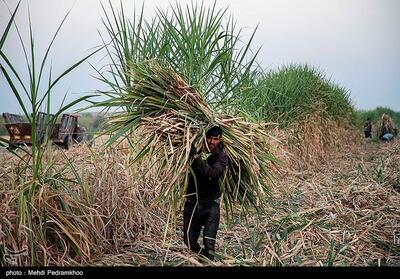 بررسی آخرین وضعیت ارزش‌گذاری شرکت هفت‌تپه - تسنیم