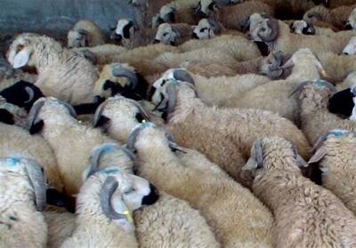 کشف 195 راس گوسفند قاچاق در هشترود - تسنیم