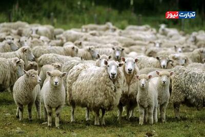 قیمت دام زنده امروز ۱۷ دی 1404 + جدول