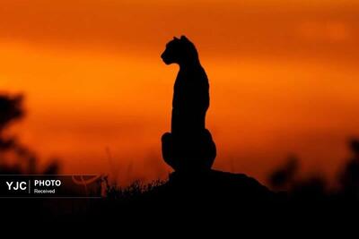 عکس‌هایی از حیات وحش آفریقا