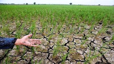  نگرانی اهالی روستای شیخ علی شوش از خشکسالی زمین‌های زراعی + فیلم