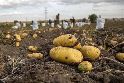  آیا سیب‌زمینی می‌تواند جایگزین غلات در رژیم سالم شود؟