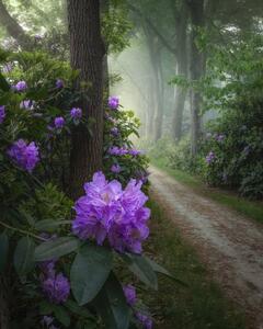 تصاویری از طبیعت دیدنی هلند