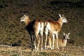 قاب‌هایی از حضور آهوها در پارک ملی توران