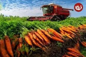 مراحل برداشت و فرآوری میلیون ها تن هویج در آمریکا