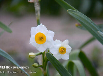 نرگس های بهبهان در مسیر برندی جهانی