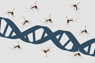  پارک ژوراسیک درست می‌گفت: پشه‌ها واقعاً کتابخانه‌ای از دی‌ان‌ای جانوران را حمل می‌کنند