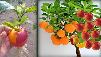 روش جالب پیوند پرتقال و سیب با طعم دهی فوق العاده