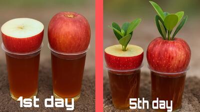ترفند ریشه دار کردن گل و گیاه با سیب !! چگونه گیاه را داخل سیب رشد دهیم؟