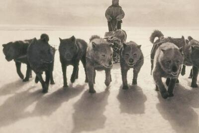 داستان آخرین سگ‌های جنوبگان؛ ناجیانی که در سال ۱۹۹۴ از قاره یخی اخراج شدند