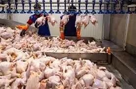  آمادگی ۸۰ واحد مرغداری لرستان برای کشتار ۲ میلیون قطعه مرغ گوشتی و ورود به بازار مصرف