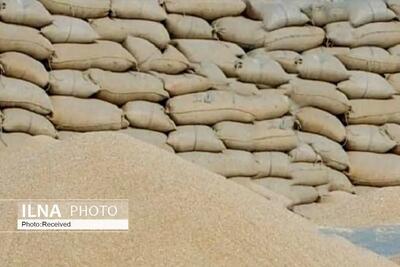 کشف 600 تُن برنج احتکاری در کرج ‏