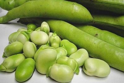  کشت ۴۰۰۰ هکتاری باقلای سبز در مزارع گیلان