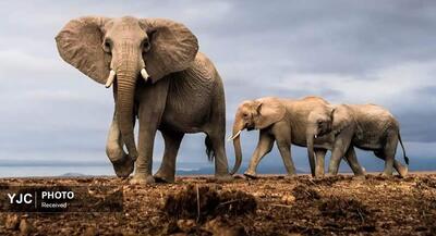 عکس‌هایی از حیات وحش آفریقا | جهان نیوز