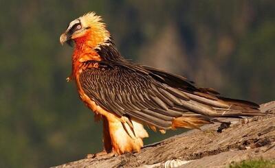 عکس | تصویری بی‌نظیر از پروازی هُمای سعادت در ارتفاعات الموت