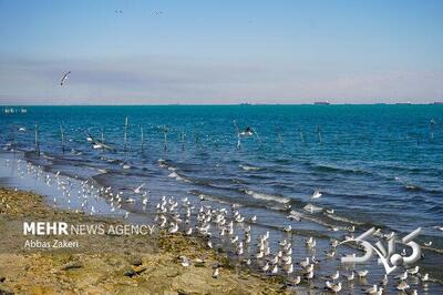  وضعیت جوی و دریایی استان بوشهر آرام است - مجله اینترنتی کولاک