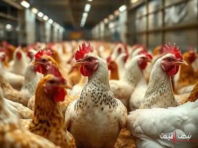 گوشت مرغ امروز ارزان‌ترین پروتئین بازار بود؟ | قیمت گوشت مرغ امروز پنجشنبه 18 دی 1404 + جدول قیمت