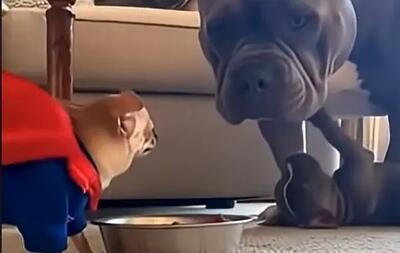 چائوچائو در برابر روت‌وایلر؛ نبردی دوستانه که وایرال شد + فیلم