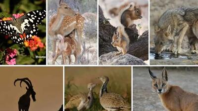 مستندهای حیات وحش / نبرد شکار و شکارچی در دل طبیعت + فیلم