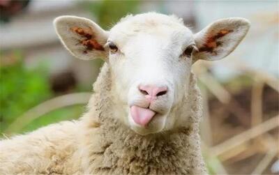 قیمت جدید دام زنده امروز پنجشنبه ۱۸ دی ۱۴۰۴؛ گوسفند 435 هزار تومان!