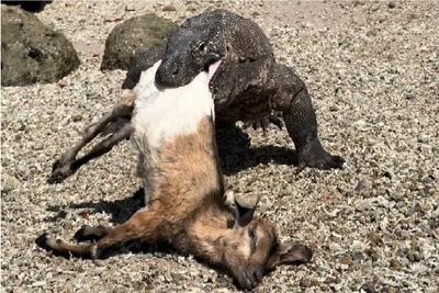 مستند وحش؛ کومودو ازازیل دهنشو پاره میکنه که بره رو درسته ببلعه