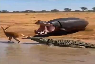 مستند حیات وحش؛ اسب آبی به یاری ایمپالا شتافت