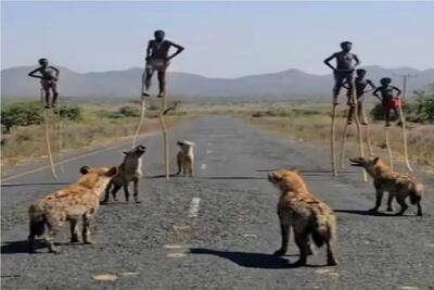  مستند کاوش؛ بربرها رو هوا راه میرن کفتار نخورتشون