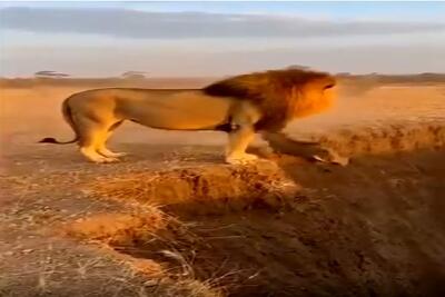 حیات وحش؛ این شیر مصداق بارز هرکی رفت تو چاه توام باید بریه