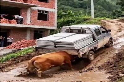 گاوهای باورنکردنی؛ گاو عمری عضله ساخته که کمک راننده بده