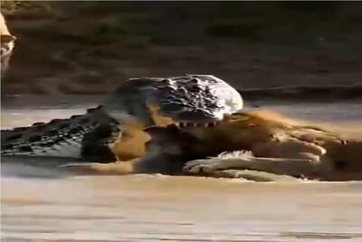 مستند حیات وحش؛ جنگ دو جانبه تمساح و شیر برای تصاحب طعمه