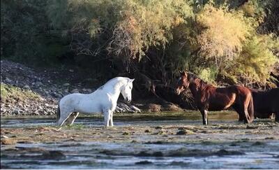 مستند حیات وحش؛ اسب سفید وحشی چه دلبری می کنه