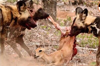  مستند حیات‌وحش؛ ایمپالا با نیت مفت‌خوری میاد، سگ های وحشی بساطشو جمع می‌کننه